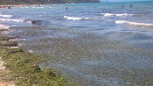 Alghe punta penna