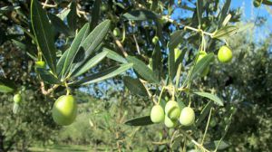 Ulivi - olive