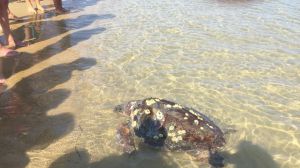 Tartaruga caretta