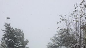 Neve gissi