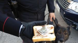 Droga merenda