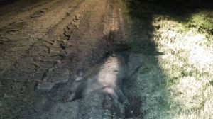Cinghiale