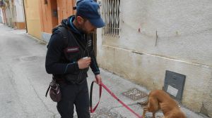 Cani Carabinieri bocconi avvelenati
