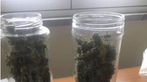 Marijuana