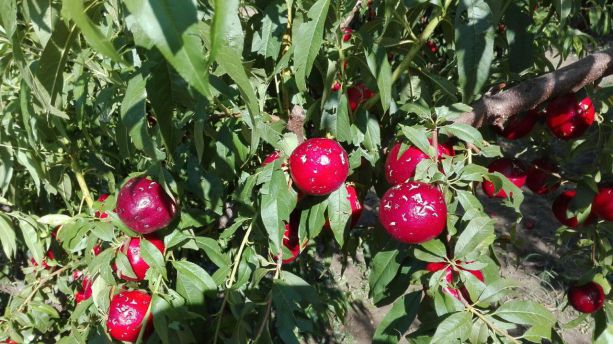 Euro-ortofrutticola danni