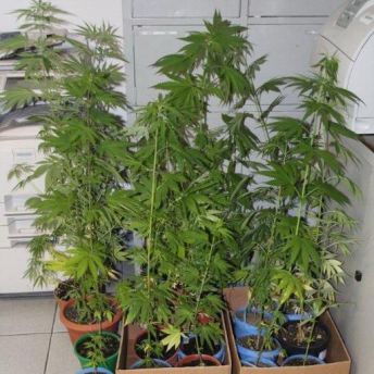 Marijuana