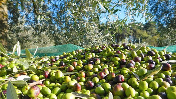 Raccolta olive Abruzzo
