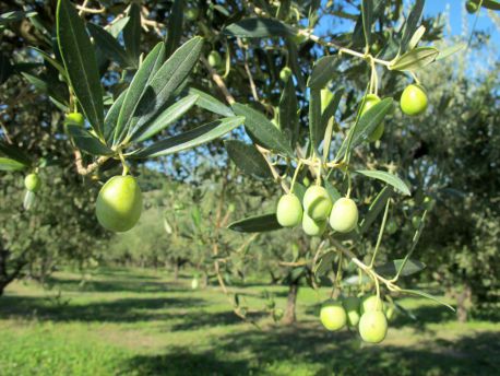 Ulivi - olive