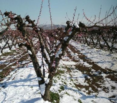 Campagne neve