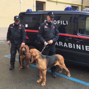Cani molecolari