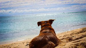 Cane al mare