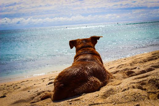 Cane al mare