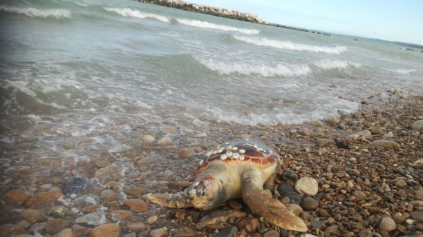 Caretta caretta