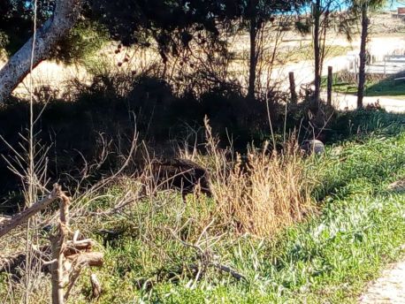 Cinghiale