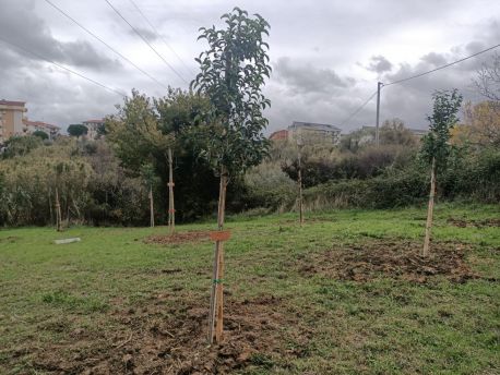 Alberi via alborato