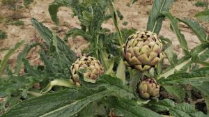 Carciofi