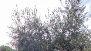 Raccolta