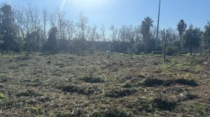 Alberi Pini tagliati zona industriale