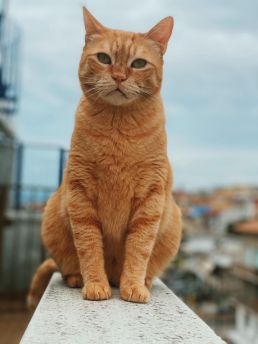 Whisky