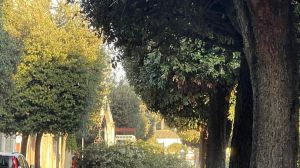 Abbattimento alberi e lecci via Madonna