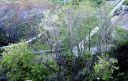 Incuria loggia amblingh
