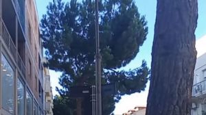 Pini corso garibaldi
