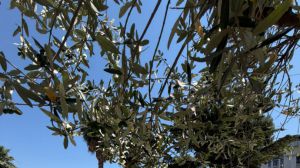 Strade Vasto