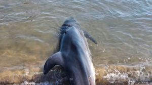 Delfino privo di vita San salvo