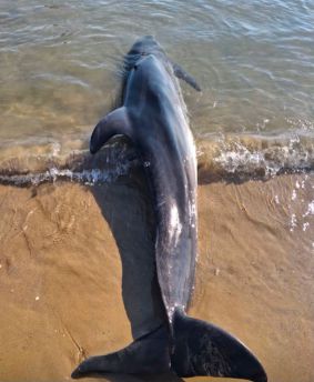 Delfino privo di vita San salvo