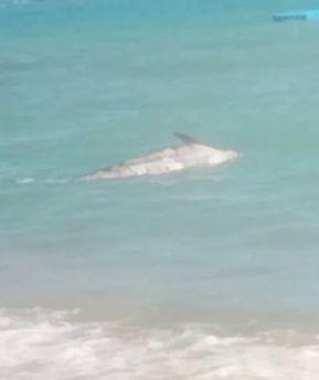 Delfino morto
