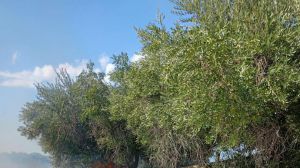 Incendio
