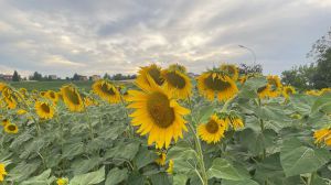 Girasoli
