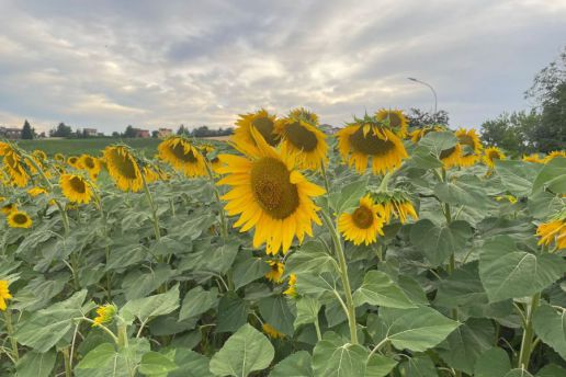 Girasoli