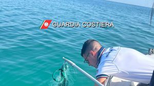 Caretta caretta