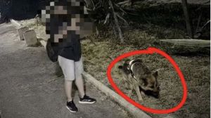 Bisogni cane